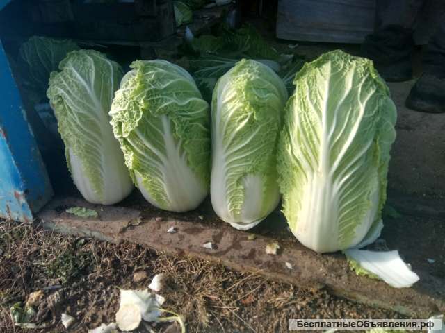 Капуста Разного Фото